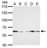 Anti-GGT1 antibody produced in rabbit