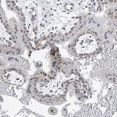 Anti-TAF8 antibody produced in rabbit Prestige Antibodies® Powered by Atlas Antibodies, affinity isolated antibody, buffered aqueous glycerol solution