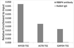 Anti- RBBP4 antibody produced in rabbit