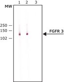 Anti-Fibroblast Growth Factor Receptor-3, Cytoplasmic antibody produced in rabbit affinity isolated antibody, buffered aqueous solution