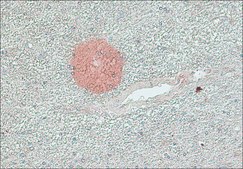 Anti-β-Amyloid Protein (1-40) antibody produced in rabbit whole antiserum