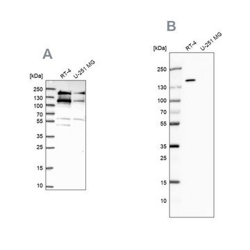 Anti-TOP2B antibody produced in rabbit Prestige Antibodies® Powered by Atlas Antibodies, affinity isolated antibody