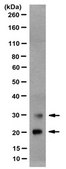 Anti-Lin-28B, clone 15G3 Antibody clone 15G3, from mouse