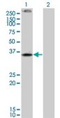 Monoclonal Anti-CNR2 antibody produced in mouse clone 3C7, purified immunoglobulin, buffered aqueous solution