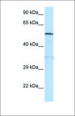 Anti-LIPG antibody produced in rabbit affinity isolated antibody