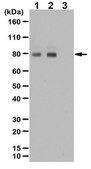 Anti-phospho-PKCepsilon Antibody (Ser729) from rabbit, purified by affinity chromatography