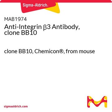 Anti-Integrin β3 Antibody, clone BB10 clone BB10, Chemicon®, from mouse