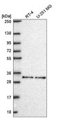 Anti-NR1H2 antibody produced in rabbit Prestige Antibodies® Powered by Atlas Antibodies, affinity isolated antibody