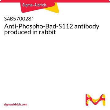 Anti-Phospho-Bad-S112 antibody produced in rabbit