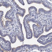 Anti-DNAH6 antibody produced in rabbit Prestige Antibodies® Powered by Atlas Antibodies, affinity isolated antibody, buffered aqueous glycerol solution