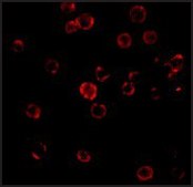 抗-CXCR4 兔抗 IgG fraction of antiserum, buffered aqueous solution