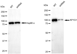 KD-Validated Anti AP1G1 Antibody, clone 23GB3655, Rabbit Monoclonal clone 23GB3655, recombinant rabbit monoclonal, expressed in HEK293 cells