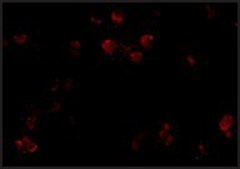 抗CD81 兔抗 affinity isolated antibody, buffered aqueous solution