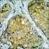 Anti-phospho-GABA-RB (pSer434) antibody produced in rabbit affinity isolated antibody