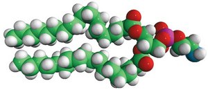 18:0 PE Avanti Research™ - A Croda Brand