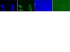 Anti-OCT-4 [POU5F1] Antibody, clone 7F9.2 clone 7F9.2, from mouse