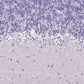 Anti-NRGN antibody produced in rabbit Prestige Antibodies® Powered by Atlas Antibodies, affinity isolated antibody, buffered aqueous glycerol solution