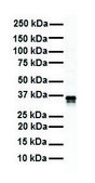 Anti-GAPDH affinity isolated antibody