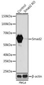 Anti- Smad2 antibody produced in rabbit