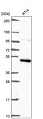 Anti-Mapk10 Antibody Produced In Rabbit Prestige Antibodies® Powered by Atlas Antibodies, affinity isolated antibody, buffered aqueous glycerol solution
