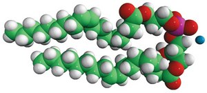 18:1 BMP (S,R) bis(monooleoylglycero)phosphate (S,R Isomer) (ammonium salt), powder
