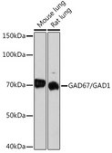 Anti-GAD67/GAD1 Antibody, clone 4I8S8, Rabbit Monoclonal