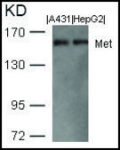 Anti-MET (Ab-1003) antibody produced in rabbit affinity isolated antibody