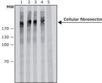 Anti-Cellular Fibronectin antibody, Mouse monoclonal clone FN-3E2, hybridoma cell culture supernatant