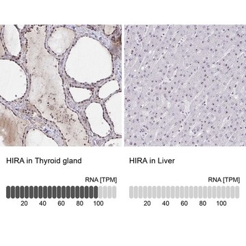 Anti-HIRA antibody produced in rabbit Prestige Antibodies® Powered by Atlas Antibodies, affinity isolated antibody, buffered aqueous glycerol solution