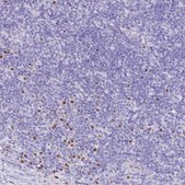 Anti-BHLHA15 antibody produced in rabbit Prestige Antibodies® Powered by Atlas Antibodies, affinity isolated antibody, buffered aqueous glycerol solution
