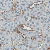 Monoclonal Anti-ENG antibody produced in mouse Prestige Antibodies® Powered by Atlas Antibodies, clone CL1912, purified immunoglobulin, buffered aqueous glycerol solution
