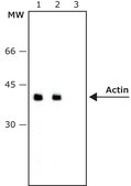 Monoclonal Anti-Actin, Smooth Muscle antibody produced in mouse ~1.0 mg/mL, clone CGA7, purified immunoglobulin, buffered aqueous solution