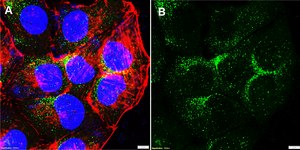 Anti-TRPV4 Antibody, clone 1G10-L2 ZooMAb® Rabbit Monoclonal recombinant, expressed in HEK 293 cells