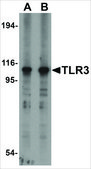 Anti-TLR3 (ab1) antibody produced in rabbit affinity isolated antibody, buffered aqueous solution