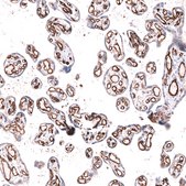 Monoclonal Anti-Pecam1 Antibody Produced In Mouse Prestige Antibodies® Powered by Atlas Antibodies, clone CL14693, affinity isolated antibody, buffered aqueous glycerol solution
