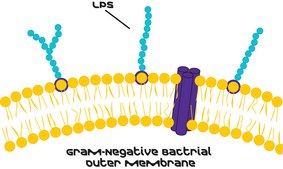 Lipopolysaccharides from Escherichia coli O127:B8 purified by ion-exchange chromatography, TLR ligand tested