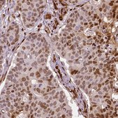 Monoclonal Anti-WWTR1 antibody produced in mouse Prestige Antibodies® Powered by Atlas Antibodies, clone CL0371, purified immunoglobulin, buffered aqueous glycerol solution