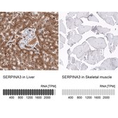 Monoclonal Anti-SERPINA3 antibody produced in mouse Prestige Antibodies® Powered by Atlas Antibodies, clone CL10697, purified antibody (Protein A)