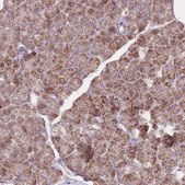 Anti-NDUFA9 antibody produced in rabbit Prestige Antibodies® Powered by Atlas Antibodies, affinity isolated antibody, buffered aqueous glycerol solution