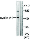 Anti-Cyclin A1 antibody produced in rabbit affinity isolated antibody