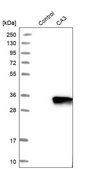 Anti-CA3 antibody produced in rabbit Prestige Antibodies® Powered by Atlas Antibodies, affinity isolated antibody, buffered aqueous glycerol solution, Ab2