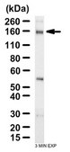 Anti-Myosin-VI Antibody from rabbit, purified by affinity chromatography