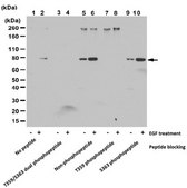 Anti-phospho-Rsk1 (Thr359/Ser363) Antibody from rabbit, purified by affinity chromatography