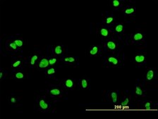 Monoclonal Anti-HMGB2 antibody produced in mouse clone 3E5, purified immunoglobulin, buffered aqueous solution