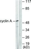 Anti-Cyclin A antibody produced in rabbit affinity isolated antibody
