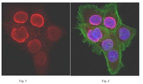 抗-单甲基-组蛋白H3（Lys27）抗体 Upstate®, from rabbit