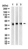 Anti-Dopamine D1 receptor Antibody, clone 2L4 ZooMAb® Rabbit Monoclonal recombinant, expressed in HEK 293 cells