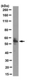 Anti-Tau Antibody, PAD, clone TNT-1 clone TNT-1, from mouse