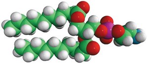 10:0 PE 1,2-didecanoyl-sn-glycero-3-phosphoethanolamine, chloroform