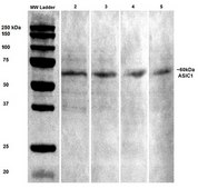 Monoclonal Anti-Glun2A/Nr2A antibody produced in mouse clone S327-95, purified immunoglobulin